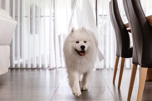child-pet-smartdrape